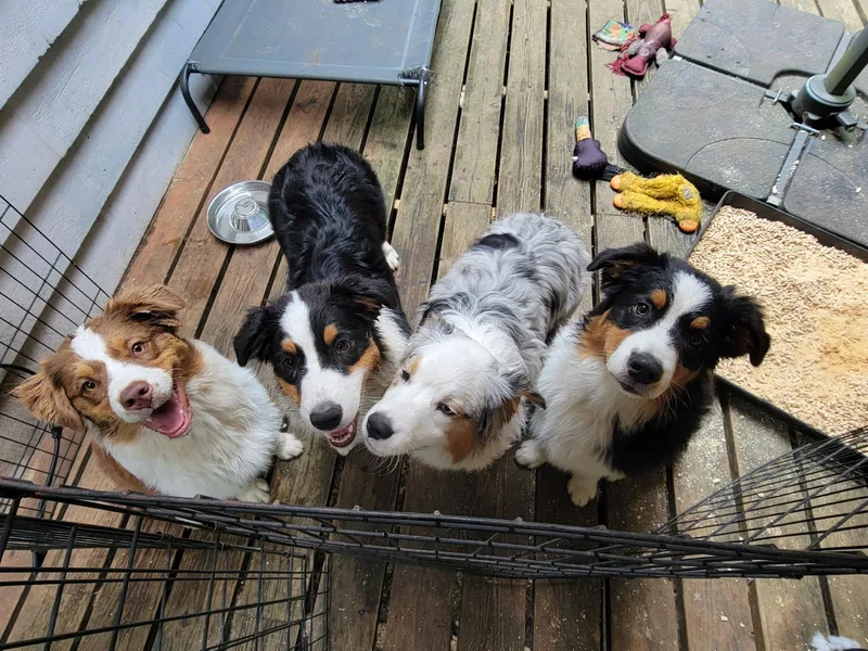 Cornerstone Australian Shepherds
