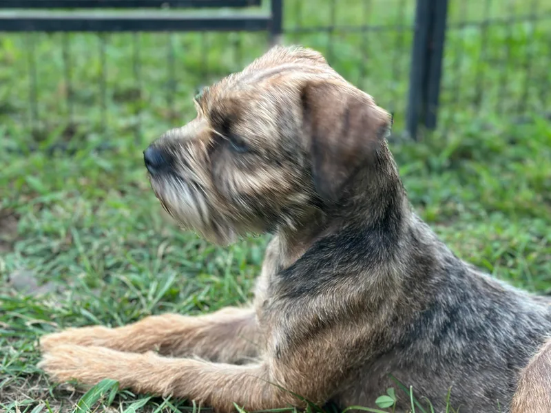 Cornerstone Border Terriers photo 1