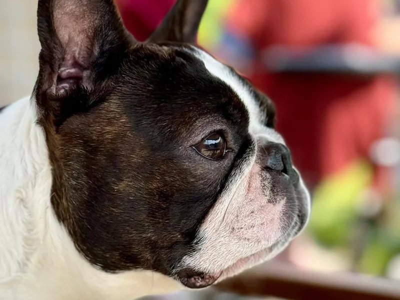 Cornerstone Boston Terriers