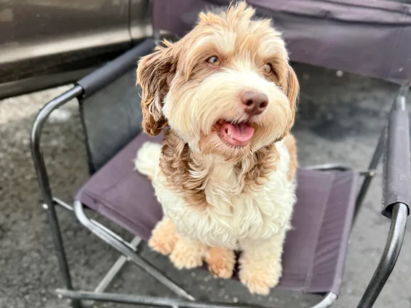 Cornerstone Creek Farm