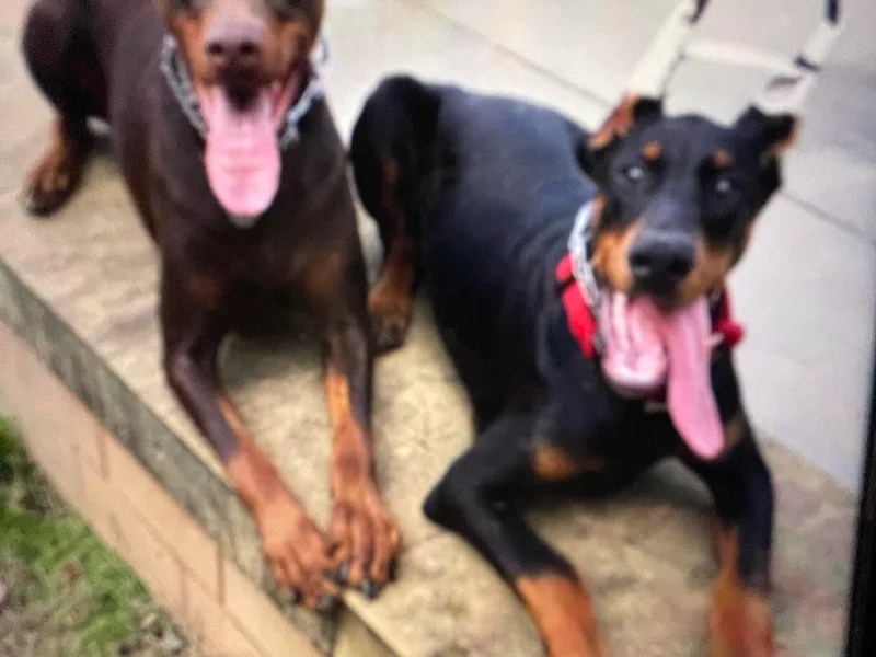 Cornerstone Dobermans and Dachshunds