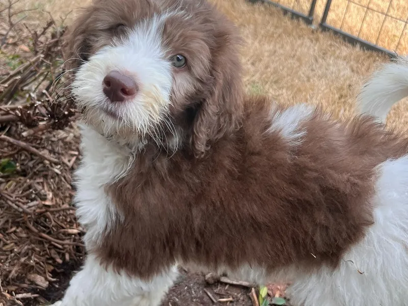 Cornerstone Doodles, LLC