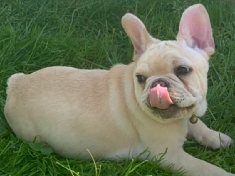 Cornerstone Frenchies