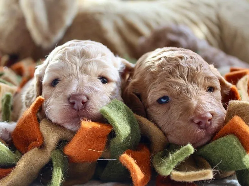 Cornerstone Labradoodles photo 1