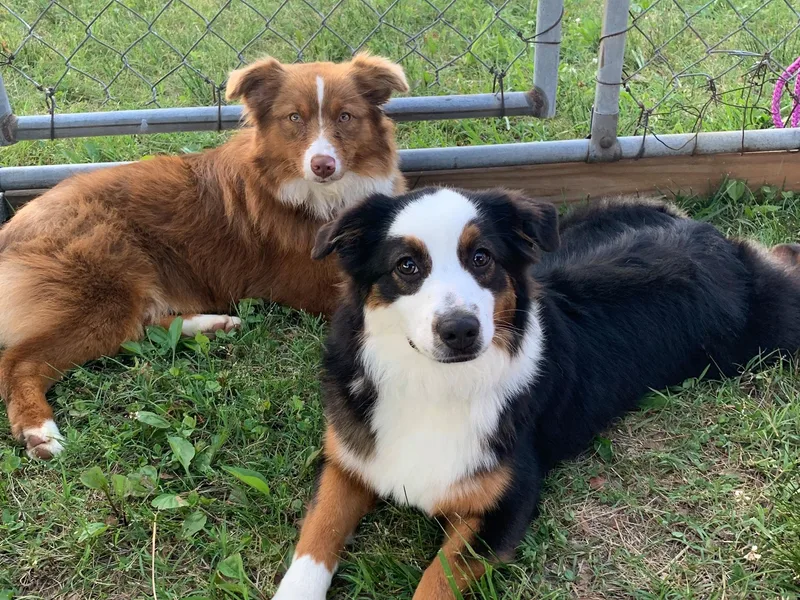 Cornerstone Mini Aussies