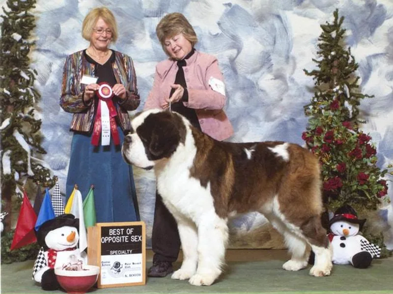Cornerstone Saint Bernard's photo 1