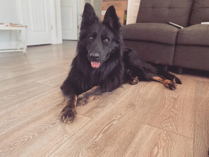 Cornerstone Shepherds