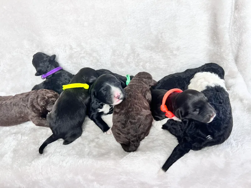 Cornerstones Porties