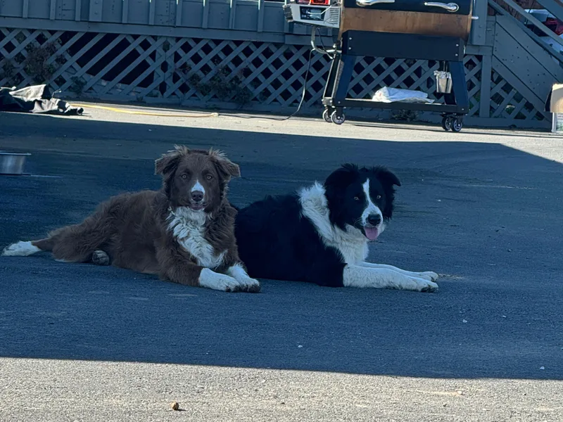 Corona Ranch Collies