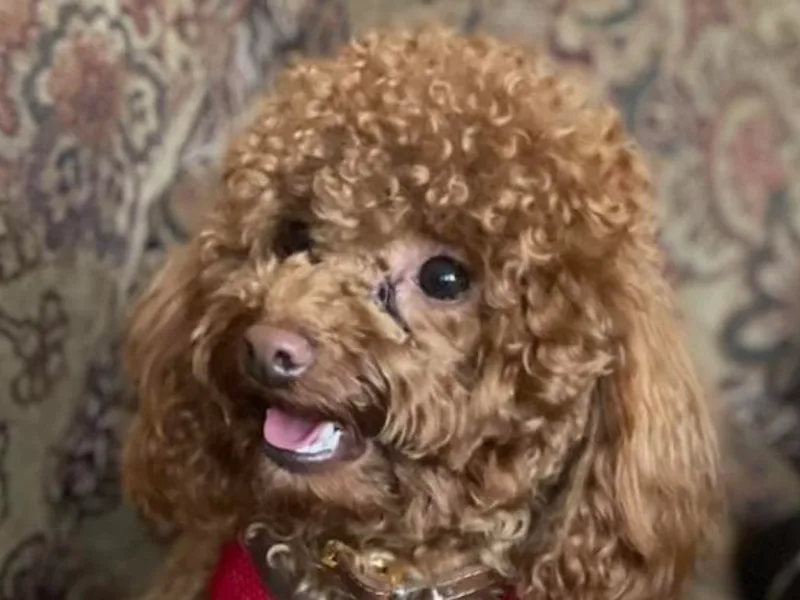 CORONA TOY POODLES