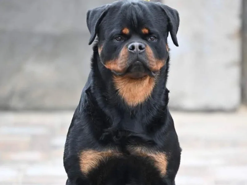 Coronado Rottweilers