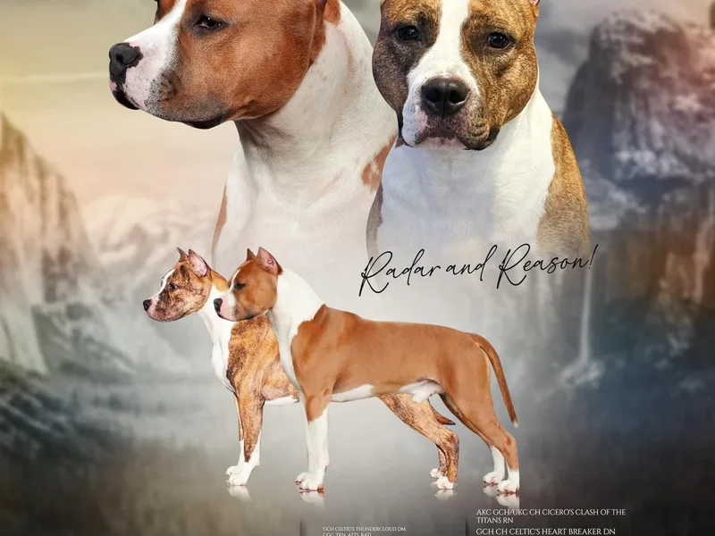 Corralitos Kennels photo 1