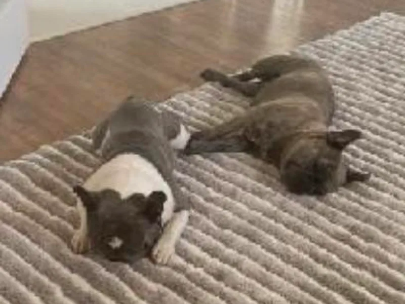 Corrill Family Frenchies