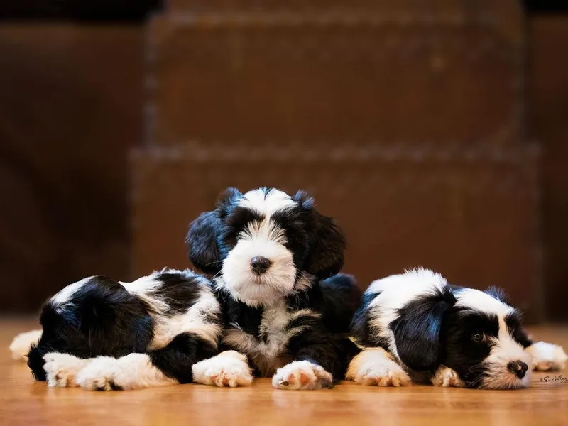 Corsair Tibetan Terriers &amp; Papillons