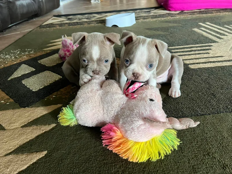 Cortes Boston Terriers