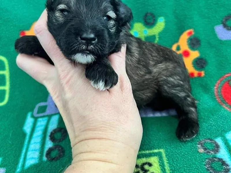 Cortney Mclellan's Miniature Schnauzers