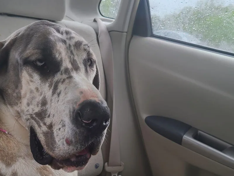 Cortney's Great Danes