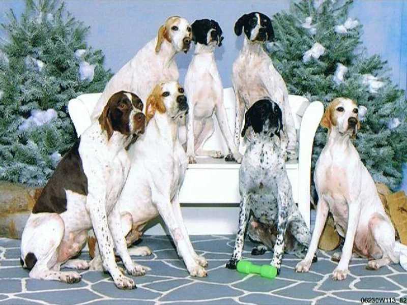 Corwyn Pointers