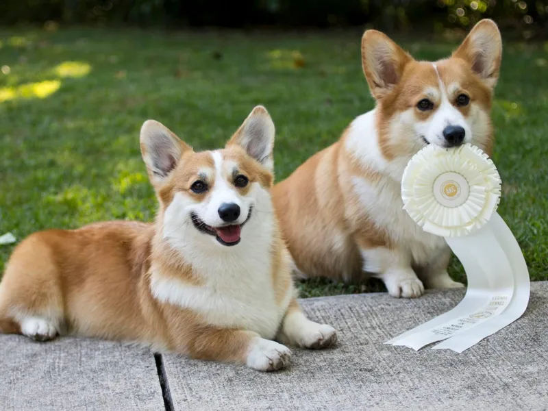 Cosmere Corgis