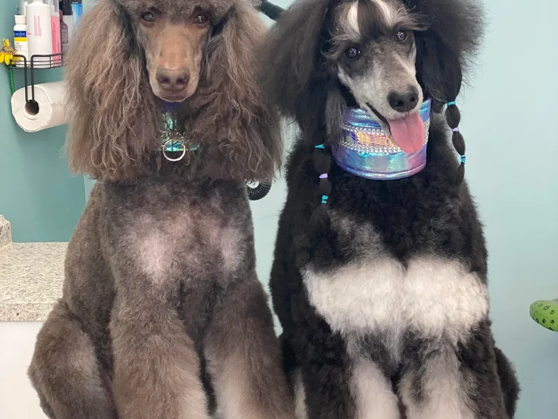 Cosmic Caliber Standard Poodles