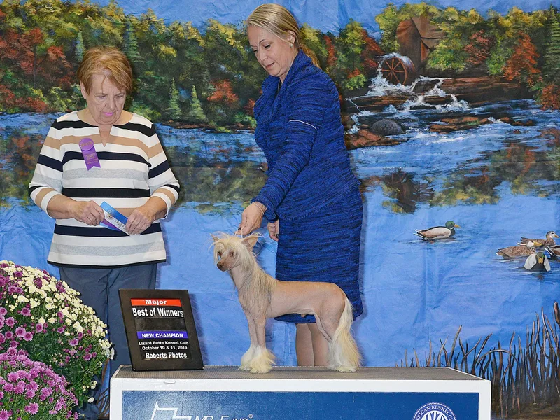 Cosmic Chinese Cresteds &amp; Wind-Echo Poodles