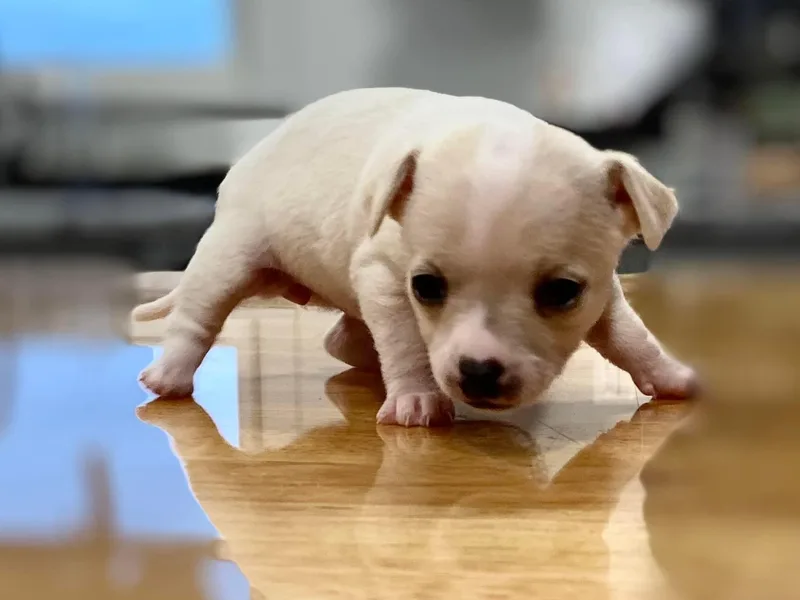 Cosmic Country Chihuahuas