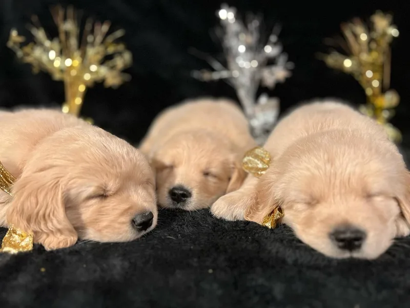CosmicGold Retrievers