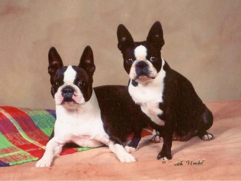 Cosmo's Good Time Bostons