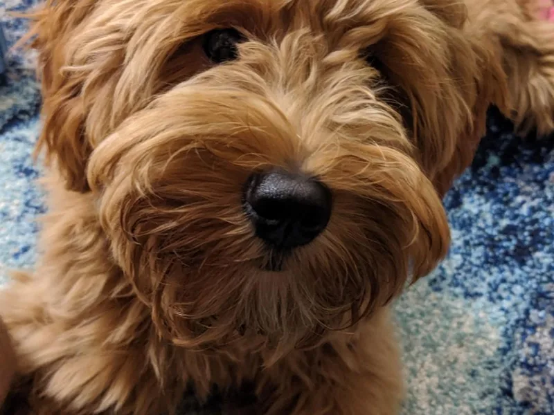 Cosmopolitan Companion Dogs