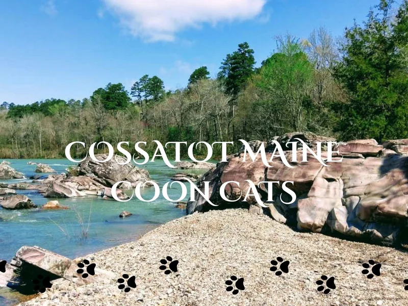 CossatotMCcats