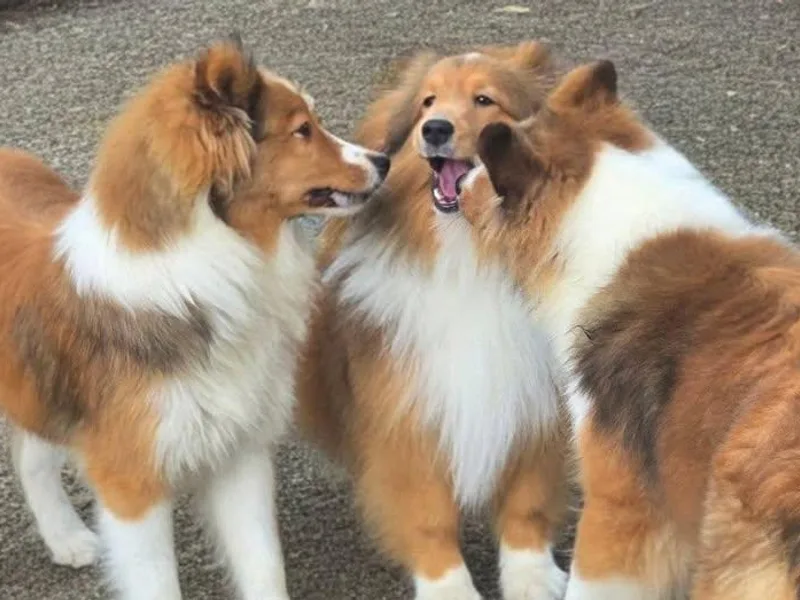 Costa Del Sol Shelties
