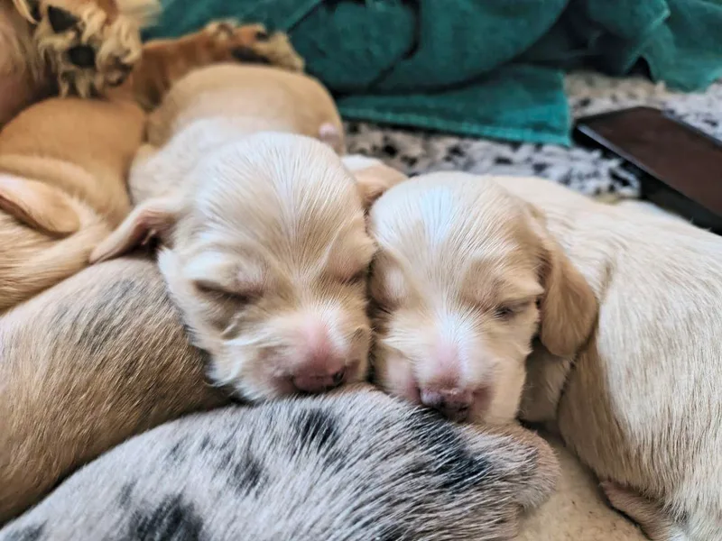 Costal Cream Doxies
