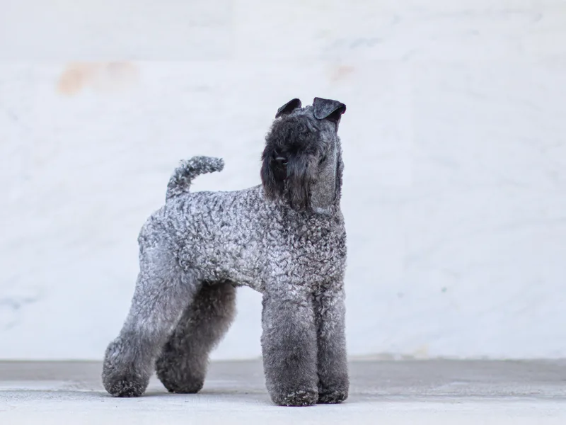 Costerra Kerry Blue Terriers