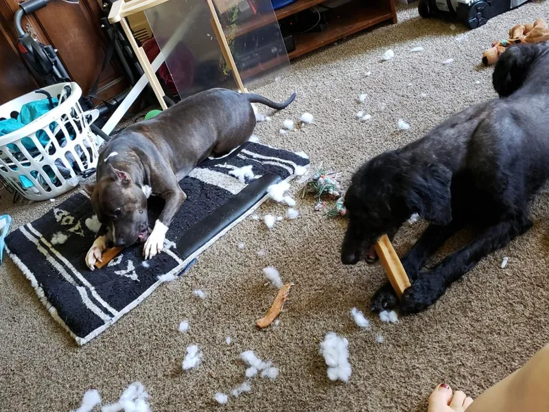 Costiera Kennels and Training