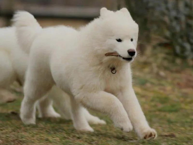 Cot’N Pic’N Samoyeds photo 1