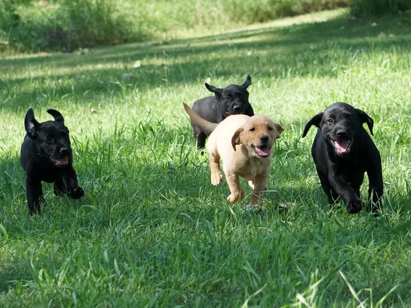 Coteau Prairie British Labradors