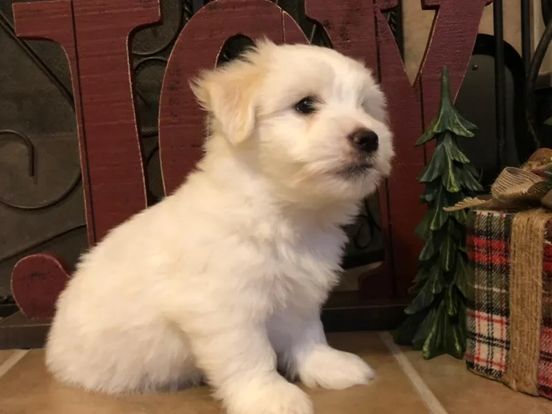 Coton de Tulear of Spring, TX