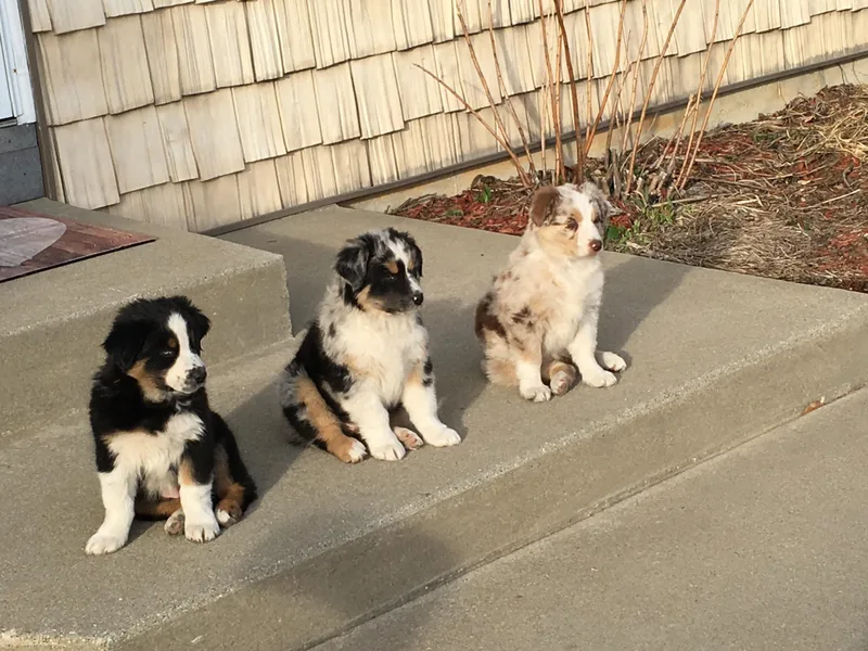 Cottage Farm Aussies