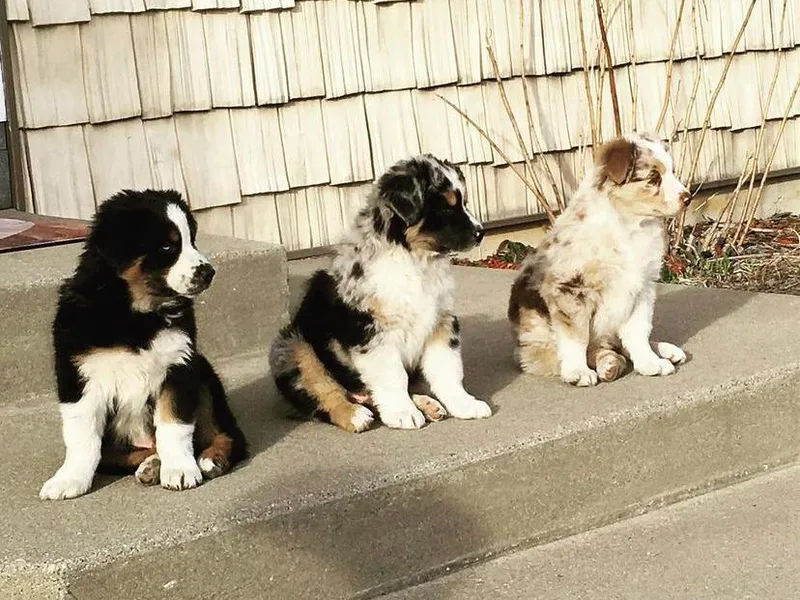 Cottage Farm Aussies