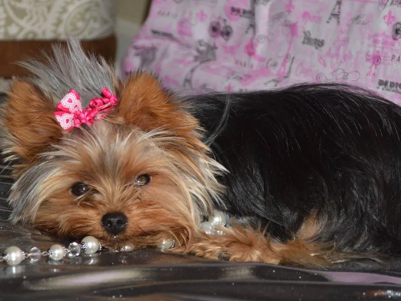 Cottage of Paws diVas