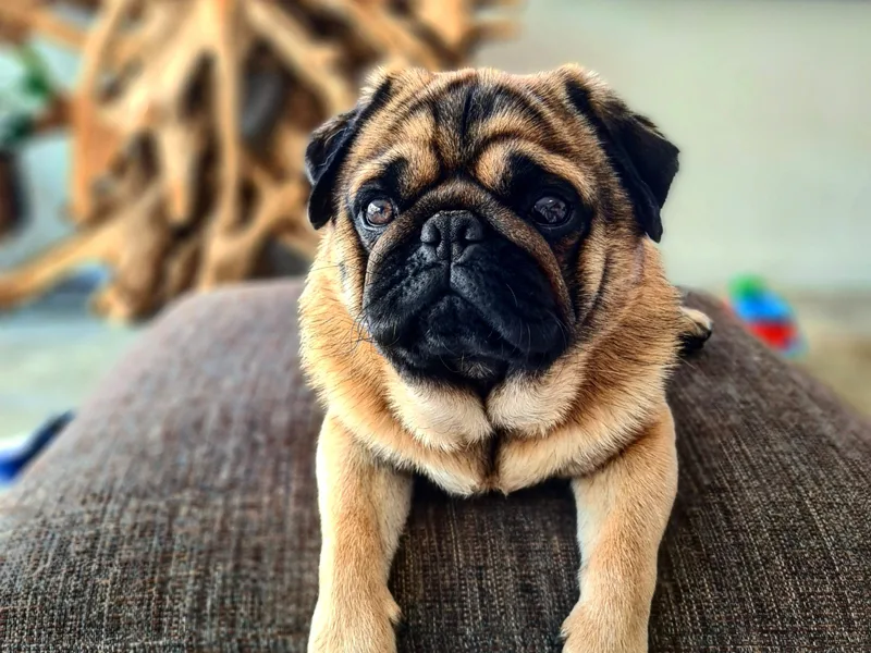 Cottage Pugs photo 1