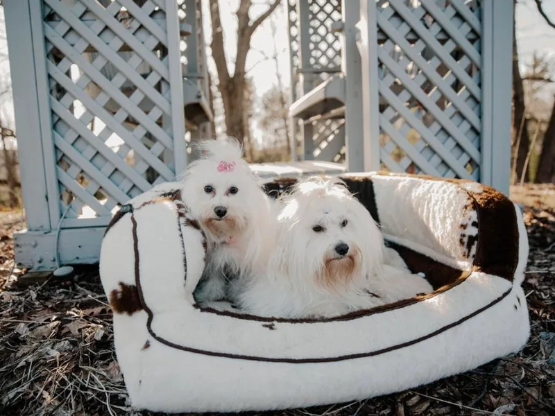 Cotten's Sunset Kennels