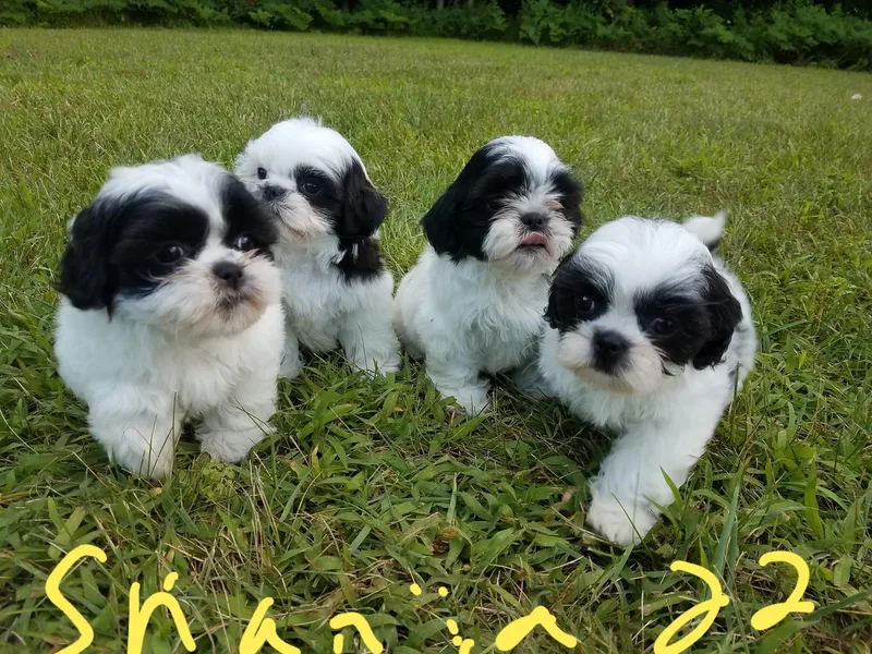 Cotten's Yorkies &amp; Shih Tzus