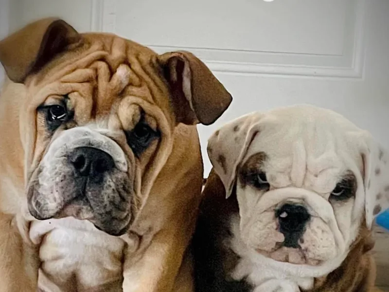 Cotton Corner Bulldogs