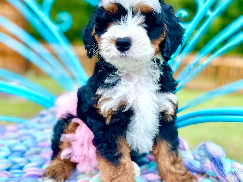 Cotton Country Doodles