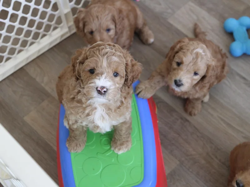 Cotton Creek Labradoodles