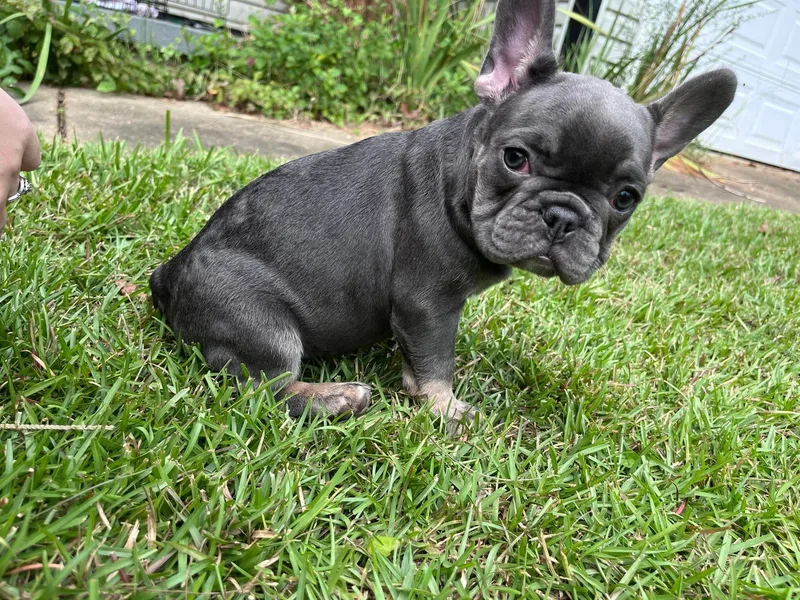 Cotton Pickin Frenchies