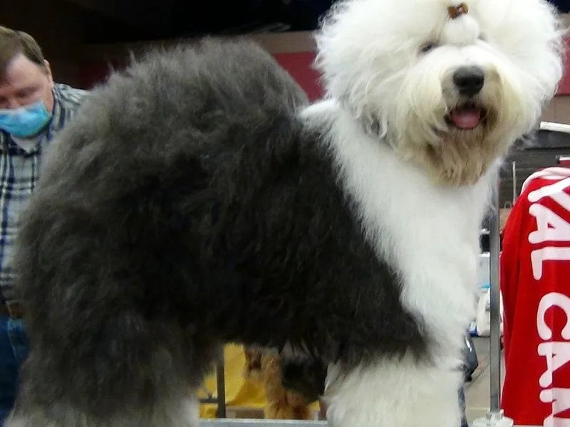 Cottondog photo 1
