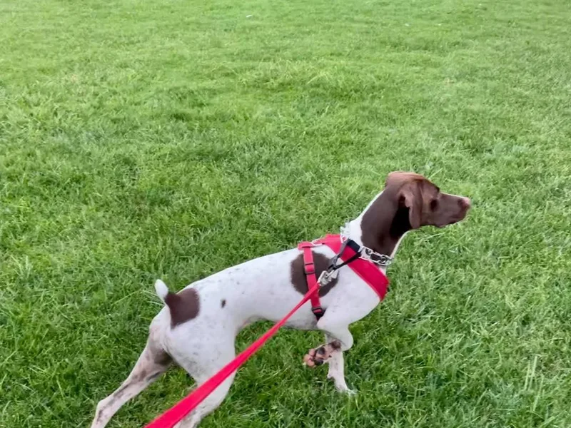 Cottone Family German Shorthairs