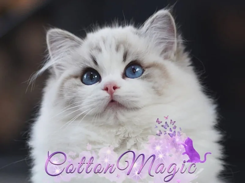 CottonMagic Ragdolls photo 1